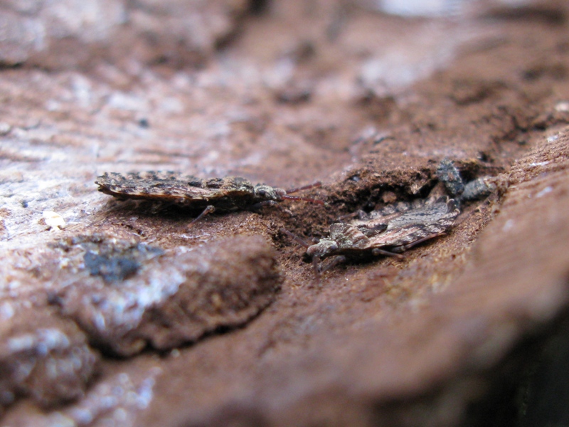 Aradidae: Aradus conspicuus del Lazio (VT)